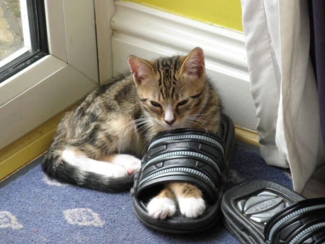 从阿尔卑到维罗德洛姆，当福登的教科书照亮尤文的翻盘之路