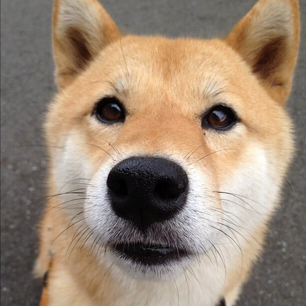 冷门与惊艳，奥地利完胜法国，三笘薰欧冠淘汰赛接管比赛