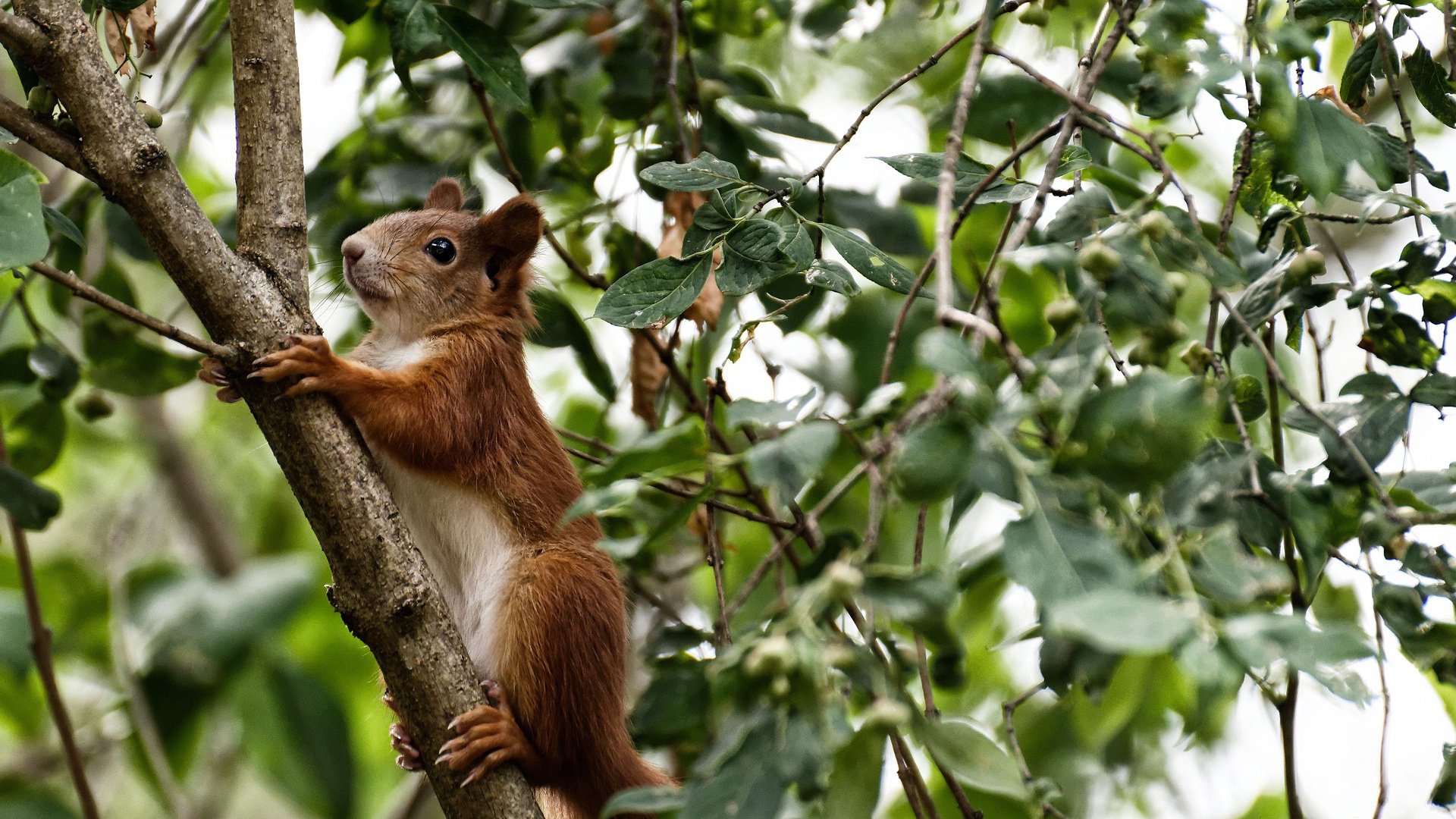 弹如雨下的洪都拉斯火力,如何在这个乱局里造就了关键先生奥纳纳?