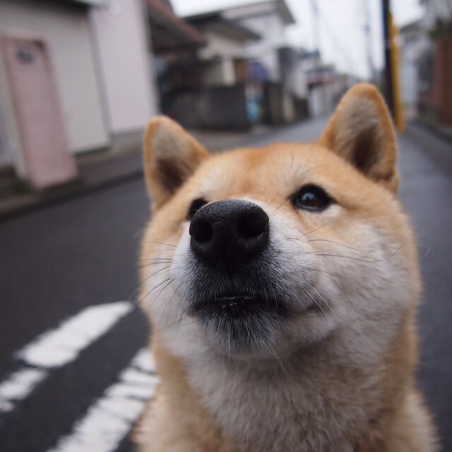 开云体育官网-凯塞多爆发闪耀全场，冰岛队一波流强势带走佛罗伦萨