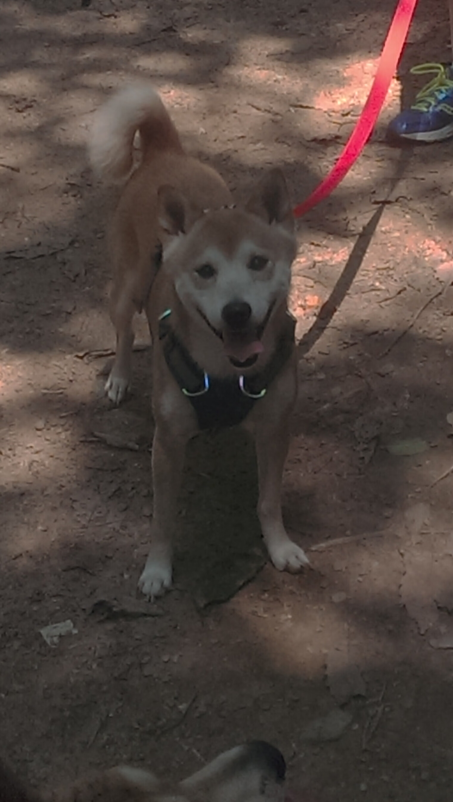 橙色飓风席卷长城,布伦森节奏魔术下,孟菲斯的雷鸣与北京的坚韧
