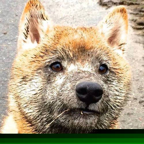 广东队决胜局力克公牛，班凯罗巨星风采定乾坤