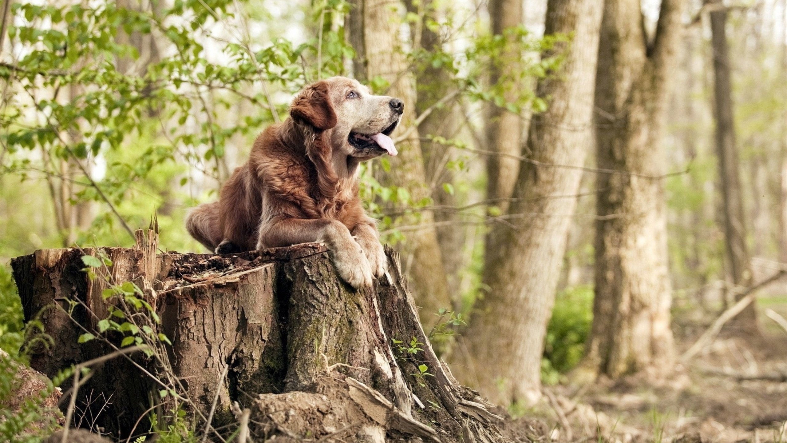 关键先生迪亚斯一锤定音，苏格兰惊险过关马里