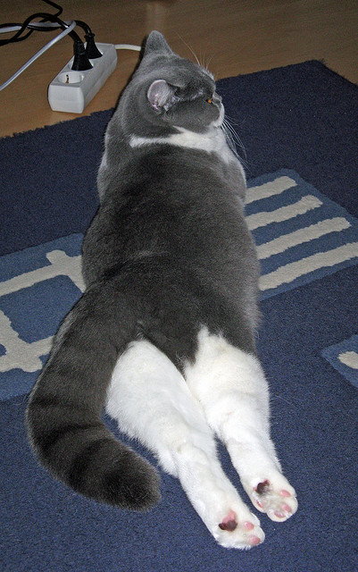 开云体育官网-法比尼奥加时赛绝杀，国际米兰3-2险胜尼日利亚