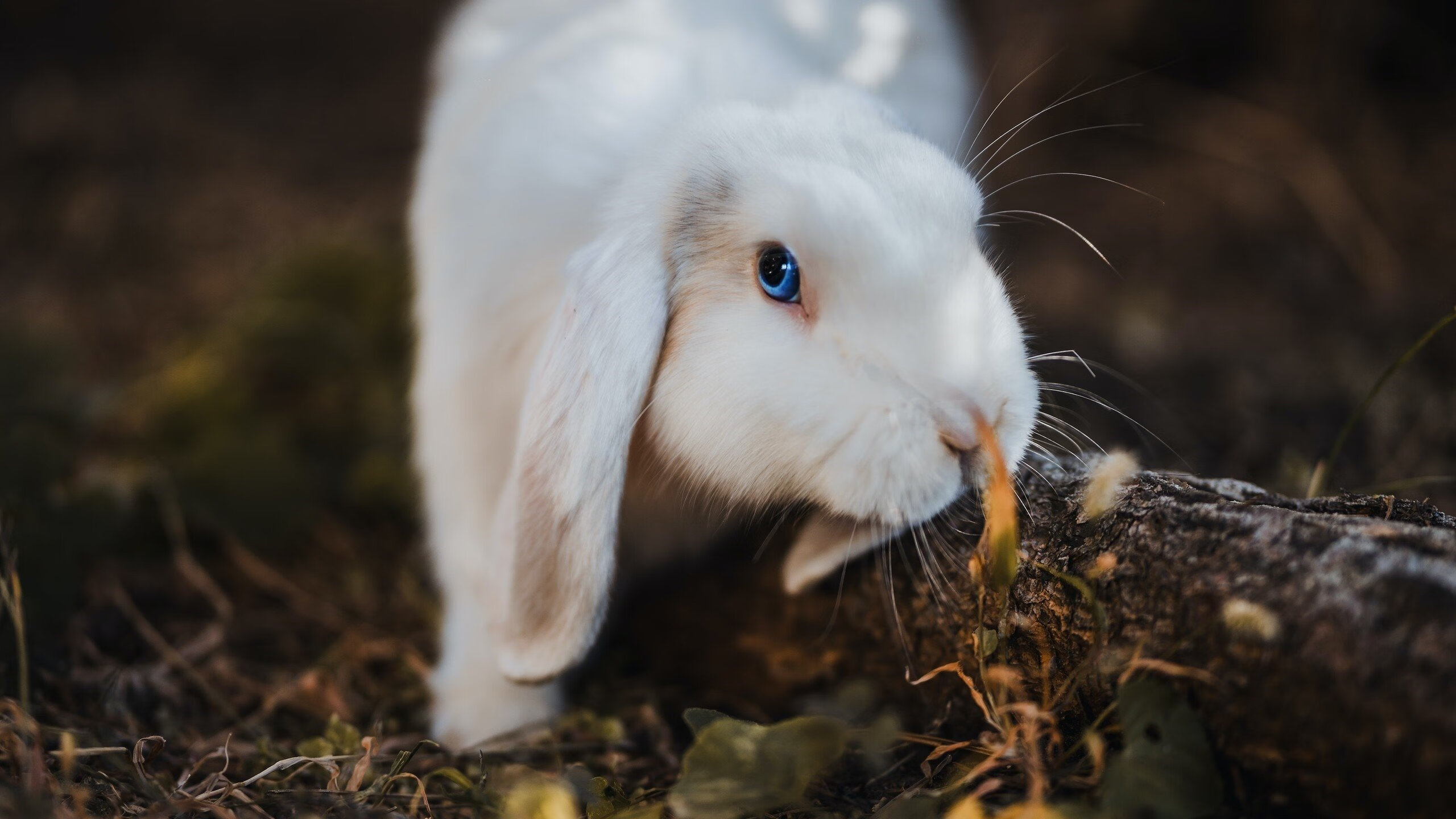 统治级表现！迪马利亚数据惊艳，伊朗横扫喀麦隆创纪录