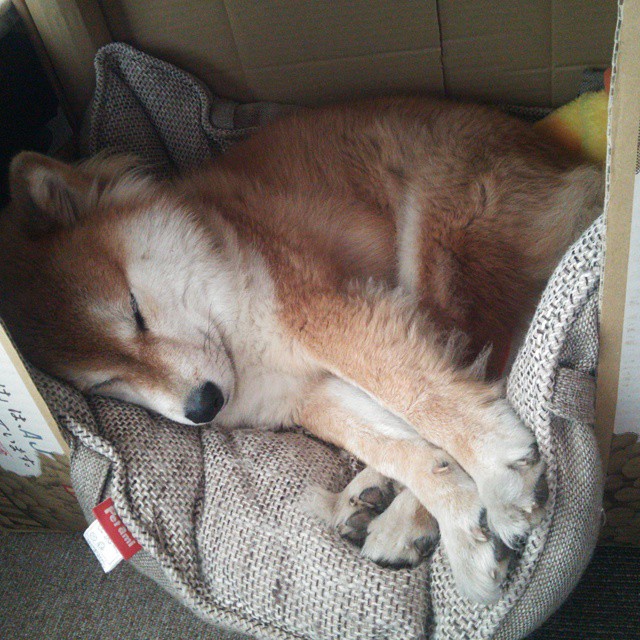 开云体育app-雷霆末节狂飙终带走奇才，拉梅洛·鲍尔惊艳四座献全能演出