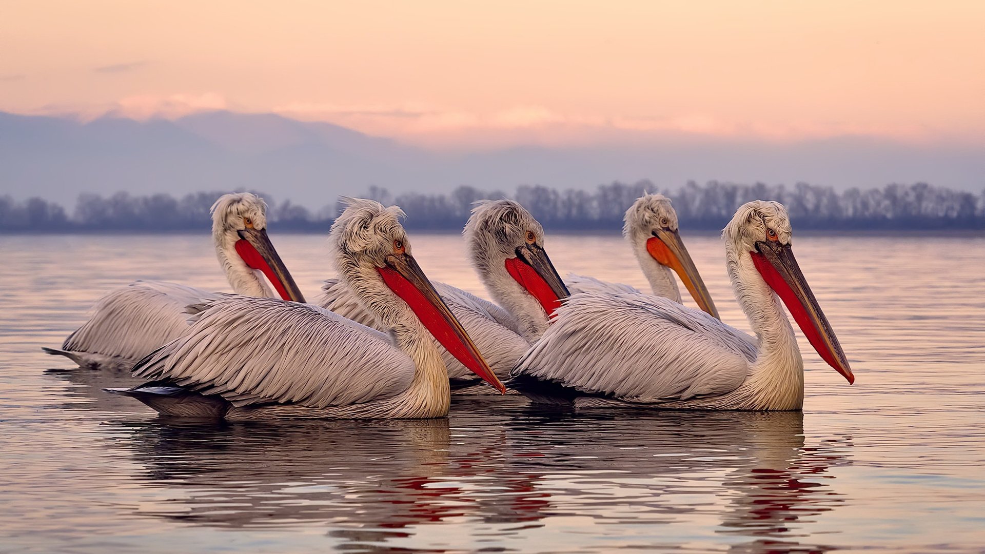 开云平台-当广东绝杀鹈鹕响彻温布利，一场跨越山海的体育史诗