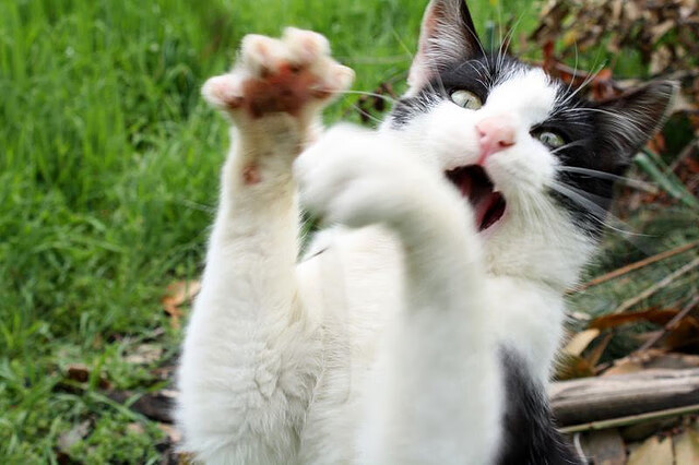 开云体育平台APP-连续压制，完美接管！戈麦斯主导拉齐奥德比完胜罗马