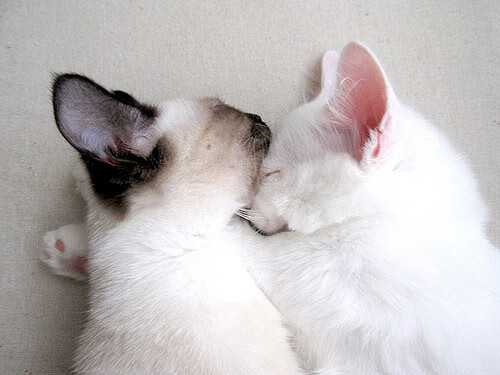 开云体育平台APP-利拉德末节审判者！广厦绝境翻盘马刺