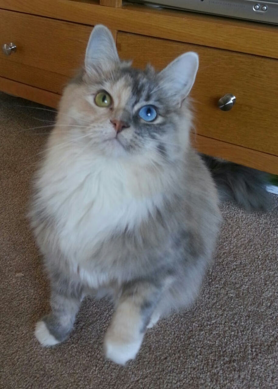 开云下载-战术制胜，伊拉克在2026世界杯焦点战中压制瑞士，谱写足球新篇章