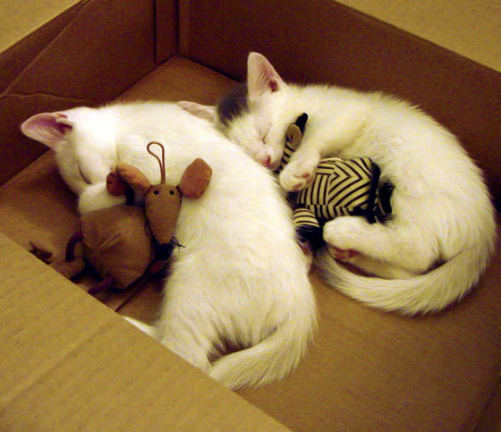 开云体育入口-篮网一波流暴走带走骑士，约基奇冷静杀机彰显统治新维度