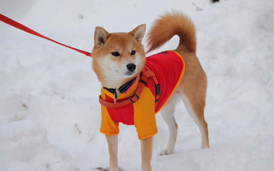 利拉德时刻定鼎乾坤!雷霆力克掘金夺关键胜利
