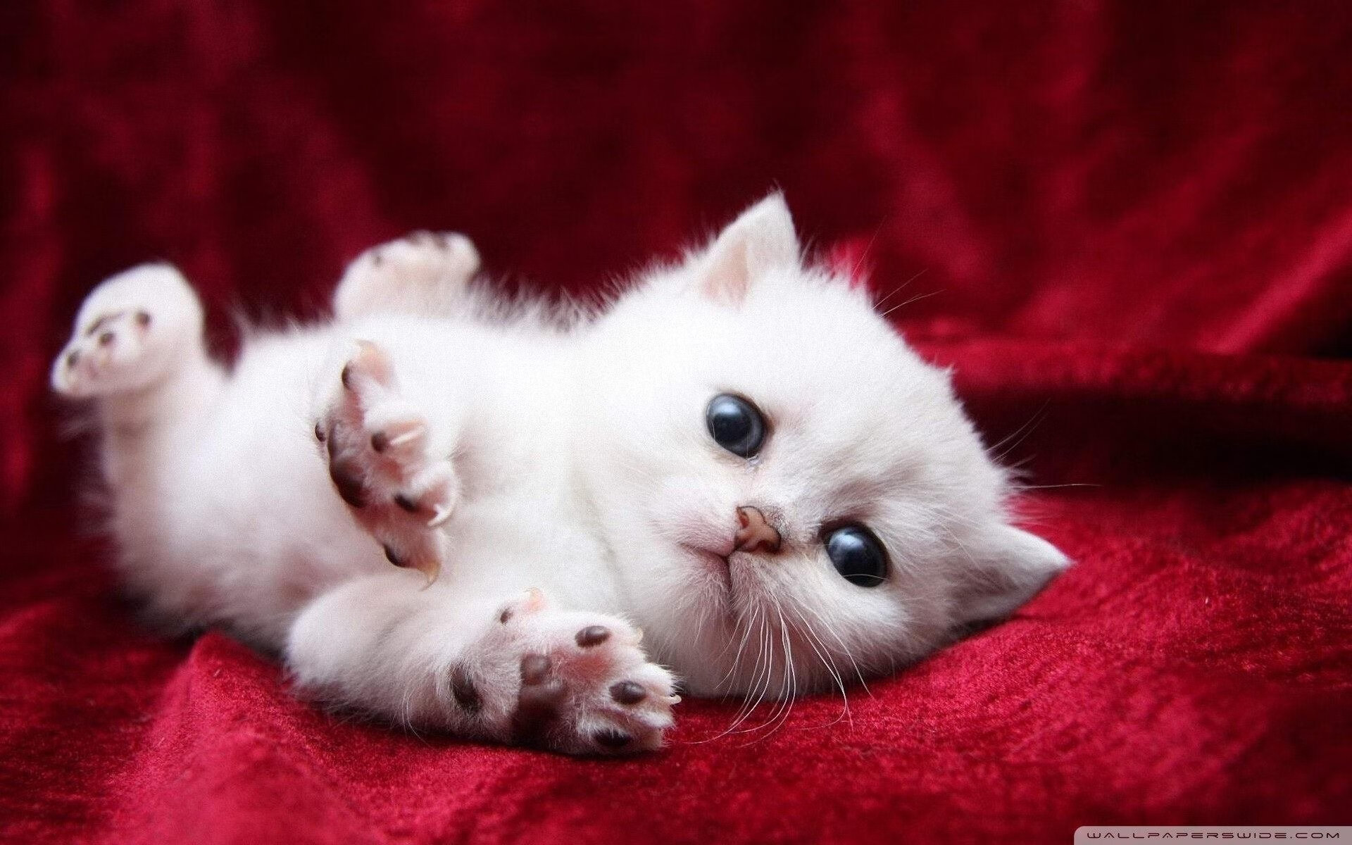 开云体育官方网站-猛龙旧将闪耀，灰熊擒奇才！西亚卡姆37+11导演逆转好戏