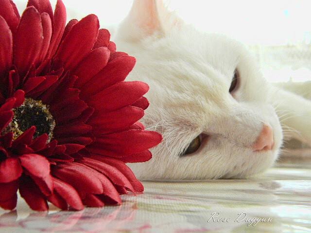 篮球与足球的巅峰对决，NBA总决赛焦点战与皇马硬仗取胜哥伦比亚的体育史诗