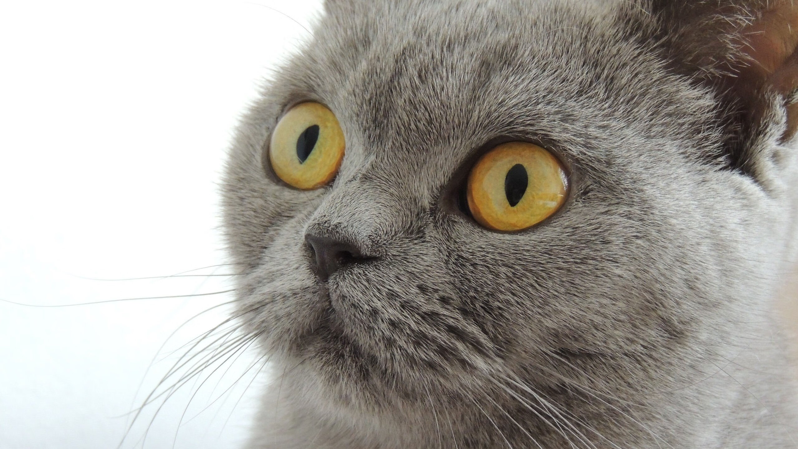 当意大利坚盾遇上美利坚资本，国际米兰如何用欧冠胜利书写新全球化足球叙事