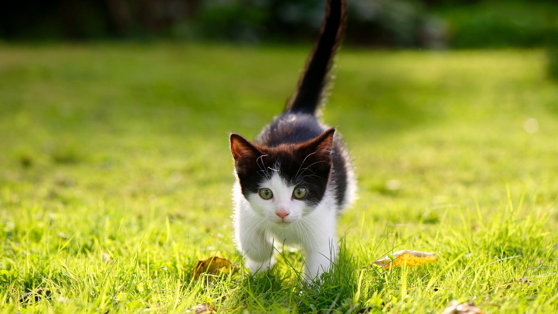 开云平台-双线激战，美国生死战力克勒沃库森，孙兴慜奥运关键战役接管赛场