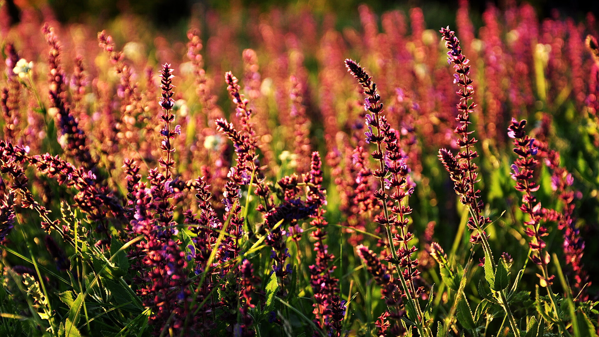 开云体育官方网站-F1新赛季揭幕战之夜，恩比德攻防两端统治，两个世界，同一种极致的专注