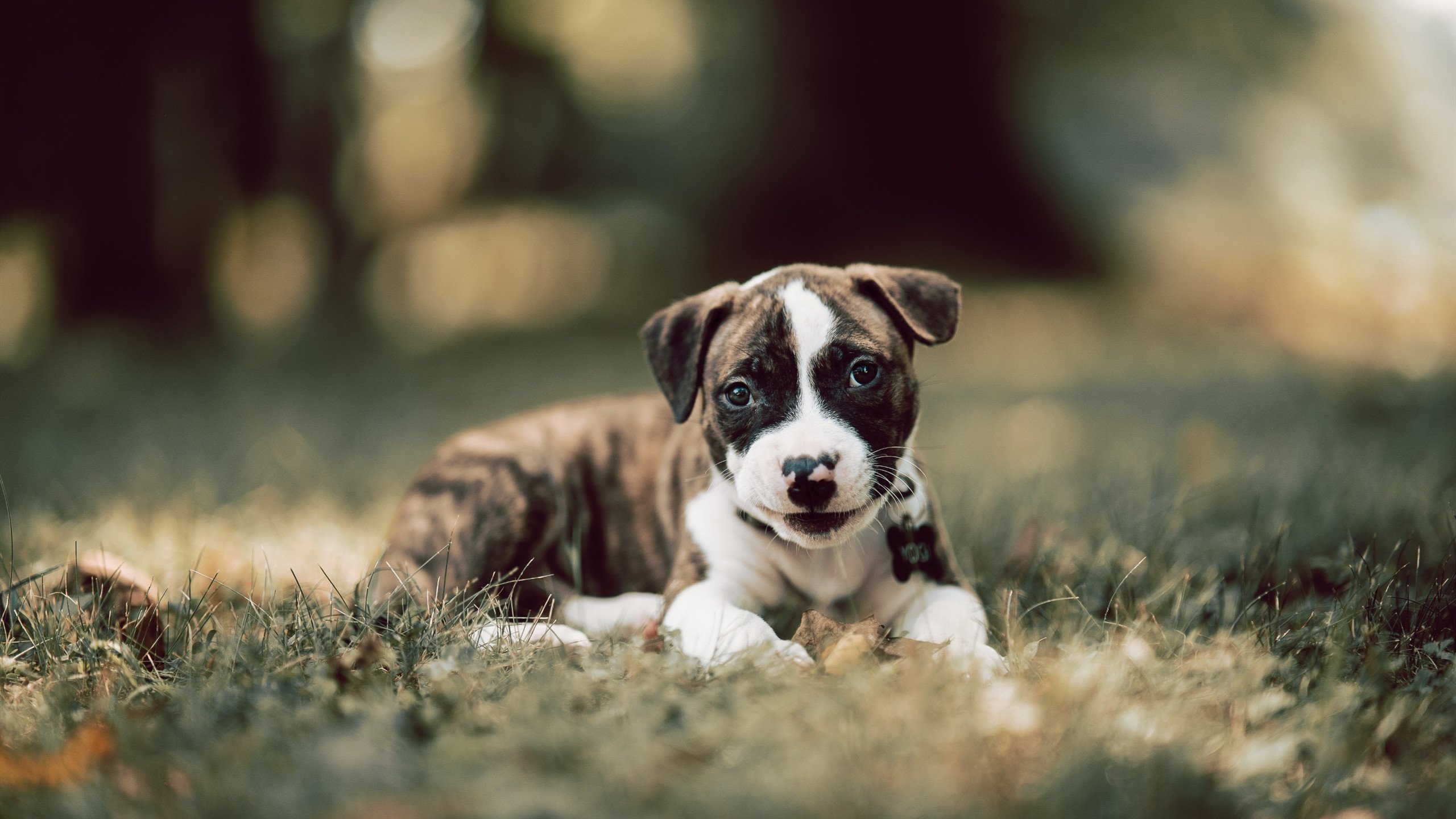 开云下载-非洲资本与巴西铁腰，当尼日利亚收割国际米兰，卡塞米罗已在英超接管比赛